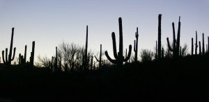 Cacti